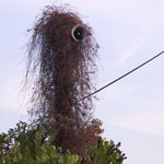 <B>Hlásný trouba</B> - OnLine