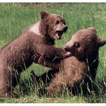 Asi ti jednu plácnu!