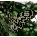 Jeste jeden motyl