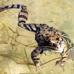 Plavu si, ani nevím jak ...