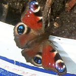 Babočka Primalexová