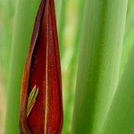 papirus