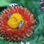 chodí pešek dokola