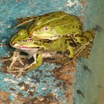 Láska v přírodě (a děti na čumendu...)