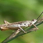 Predomnou sa neschováš...