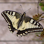 na krídlach ilúzií