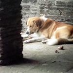 Cestou do Compostely