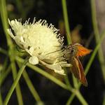 Co se děje v trávě