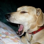 Pes po naročném dni...