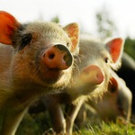 Chrocht&Roll band Pišty Rypáčka :)