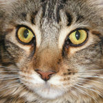 Mainská mývalí kočka - Baby Bell z Larku