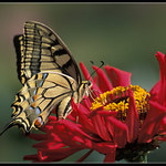 Podvečerní svačinka