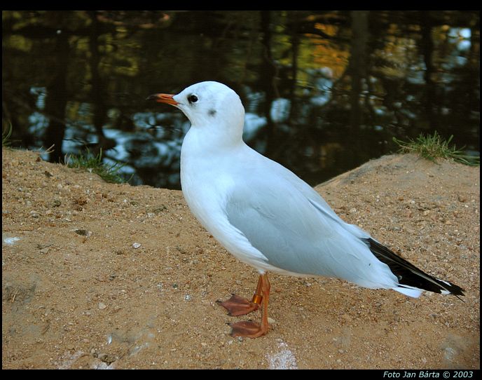Racek