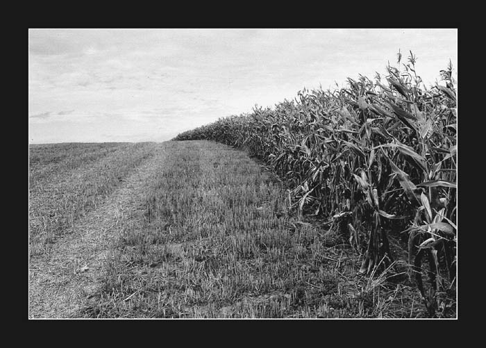 .: CORN NEVEREND :.