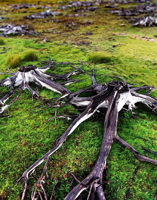 dead ends I.
