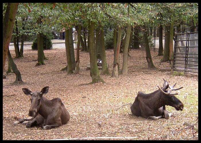 Manželské rozepře