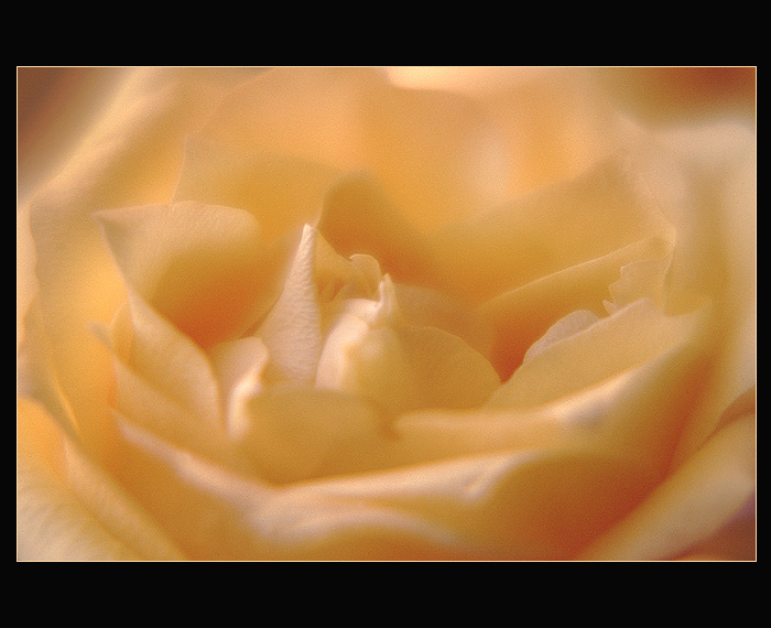 soft rose