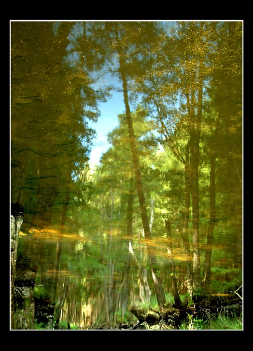 Lothlórien II