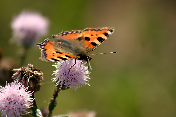 motyl jako tisic jinych