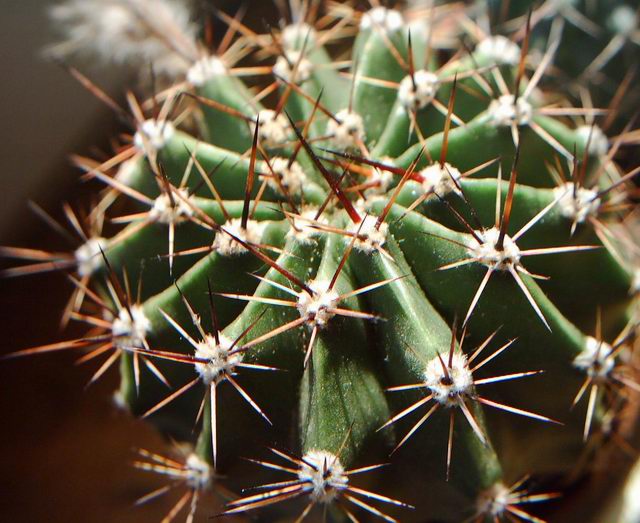 Kaktus Echinopsis Multiplex