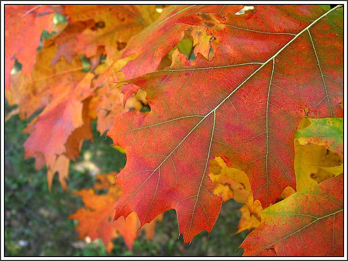 Jesenný pozdrav do Ameriky