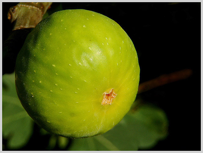 plod smokvoně - ficus carica