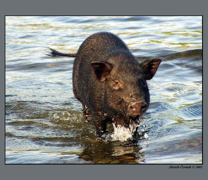 Prase v Rýně II, aneb Schwein im Rhein
