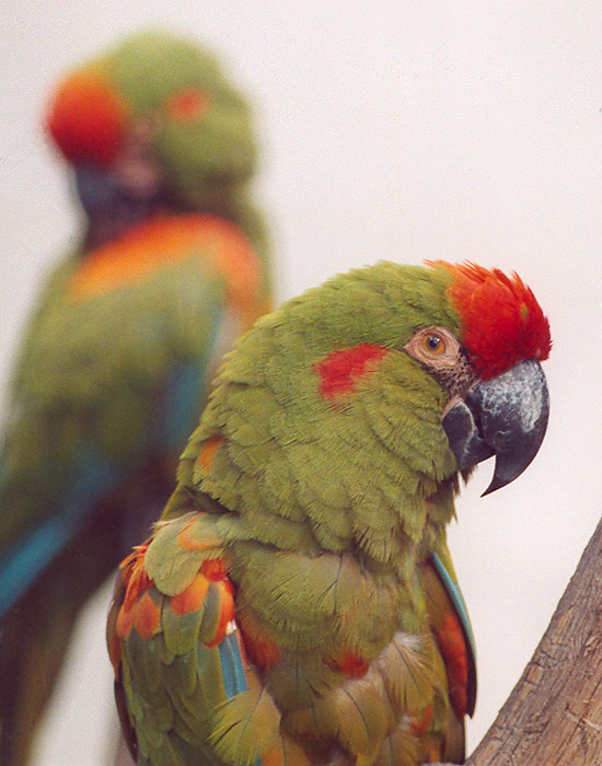 Ara