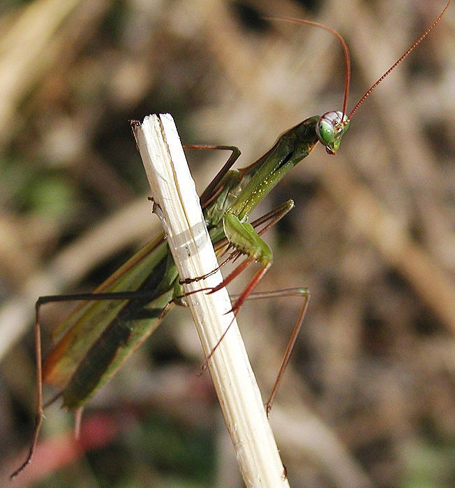 kudlanka