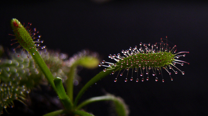 Drosera capensis
