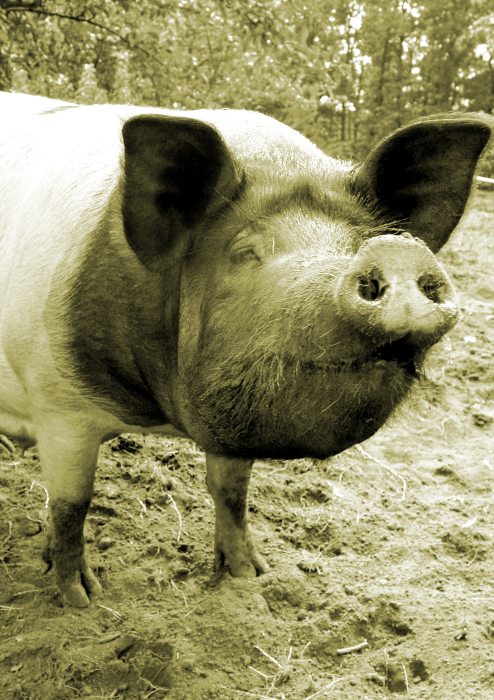 Roztomilé prasátko