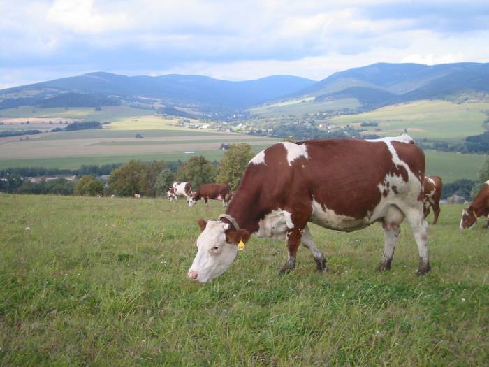 Kráva