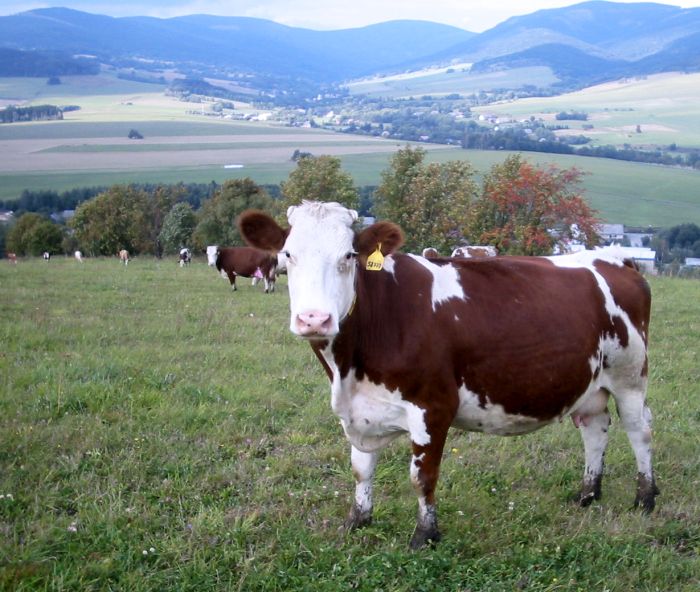 Kráva podruhé