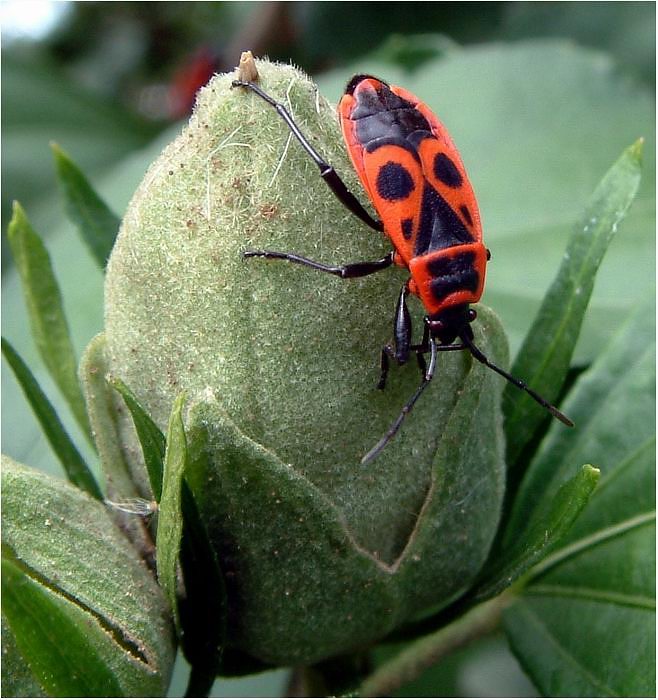 Ruměnice pospolná neboli ploštice
