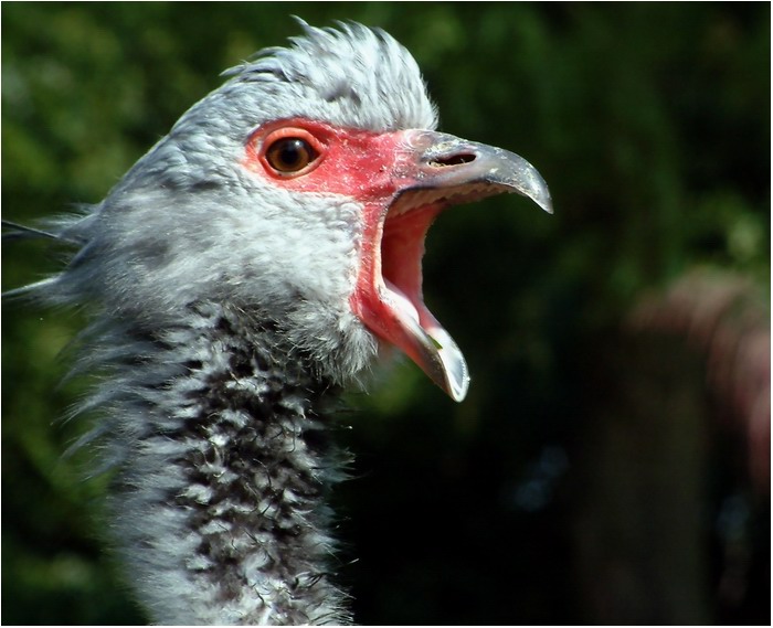 Fuck off KFC !