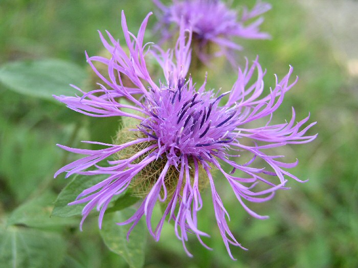 Carduus acanthoides