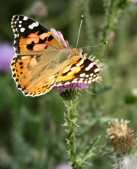 Babočka  (Vincenc ? )