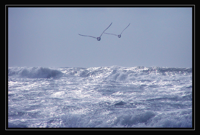 twins are flying for freedom