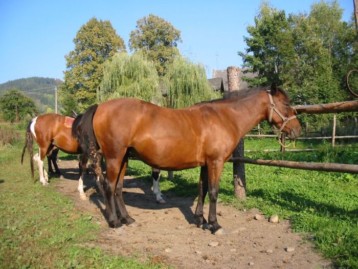 Vyjíždka na koních
