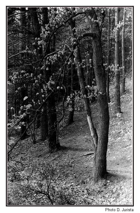 Na chvíli v lese...