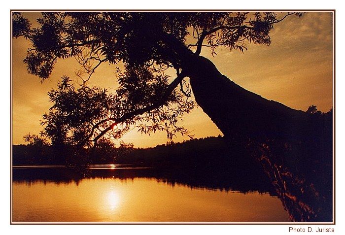 Sephia Tree 2