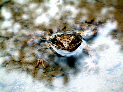 Kuk na bábu nebo žábu?