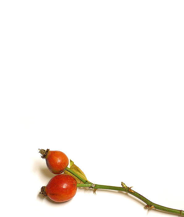Šípek