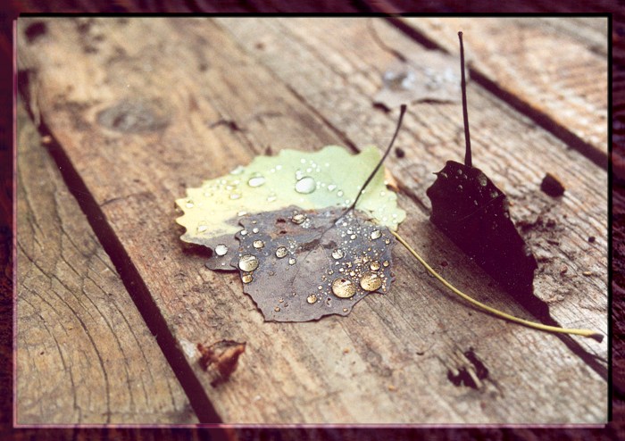 leaves