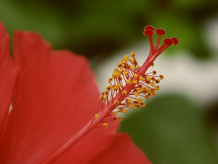 Hibiscus