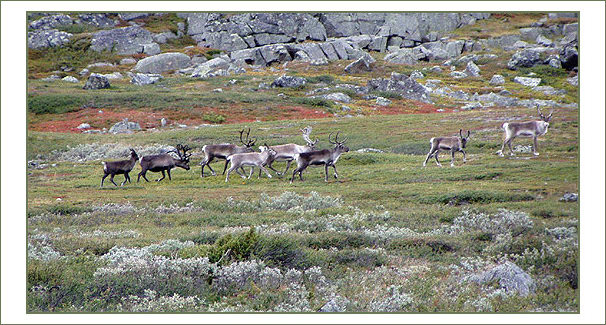 Švédsko - Laponsko V