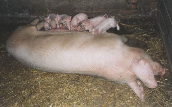 Raňajky