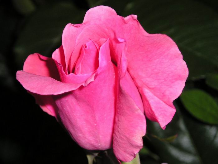 Rožmberská růže