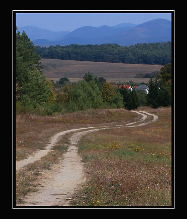 Cesta z lesa
