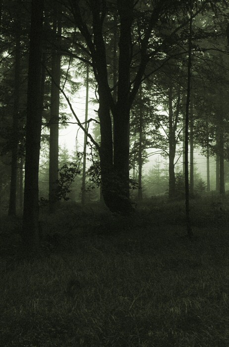 Podzimní mlhavý les - Jizerské hory